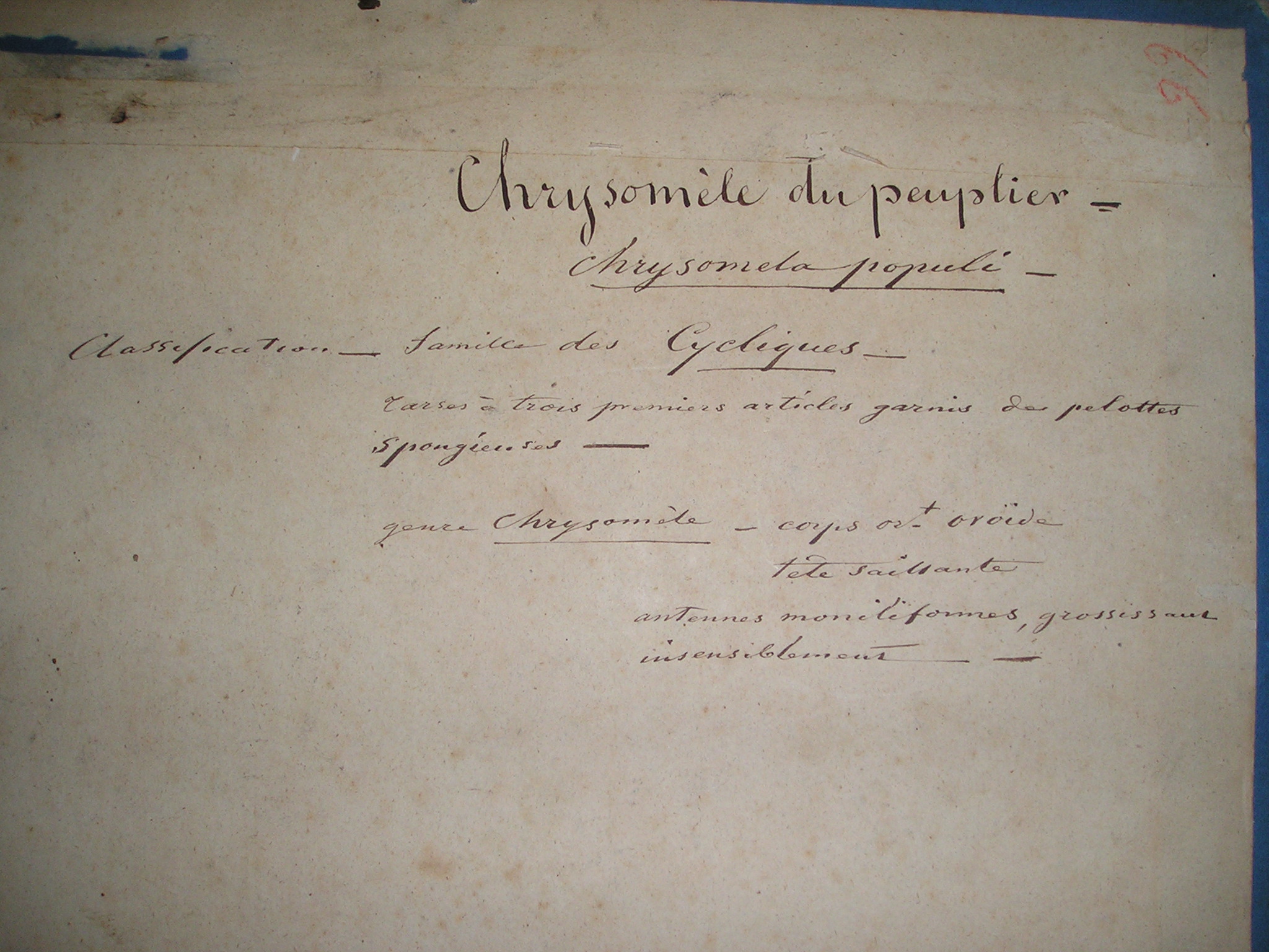 Chrysomèle du peuplier_1