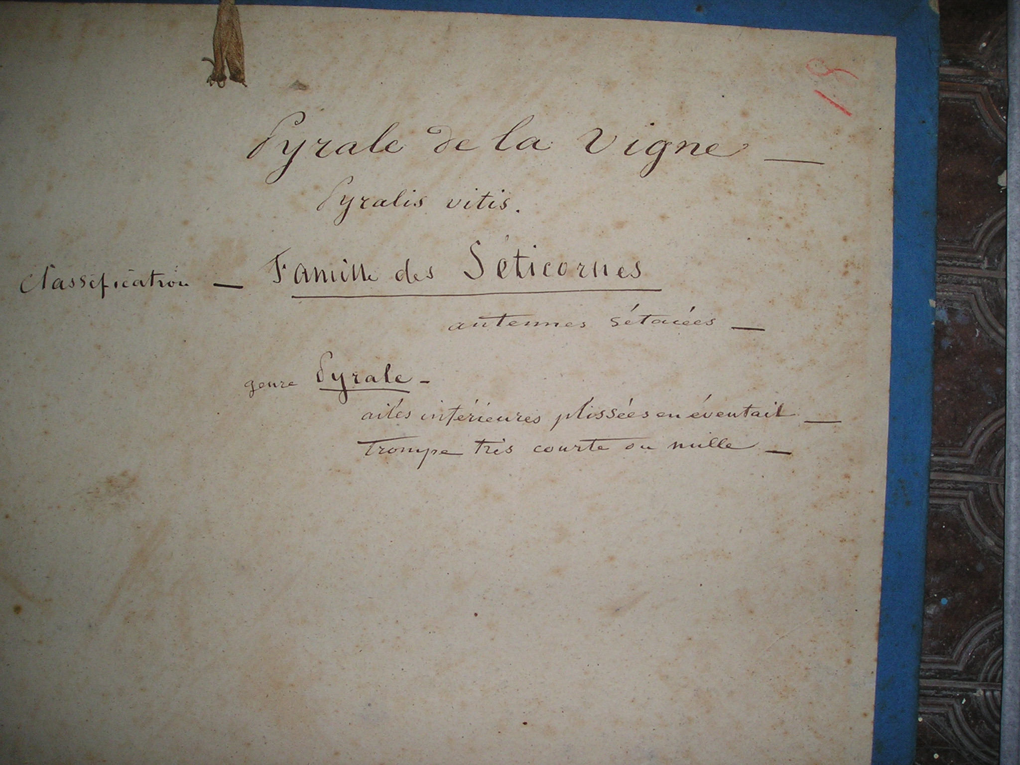 Pyrale de la vigne_1