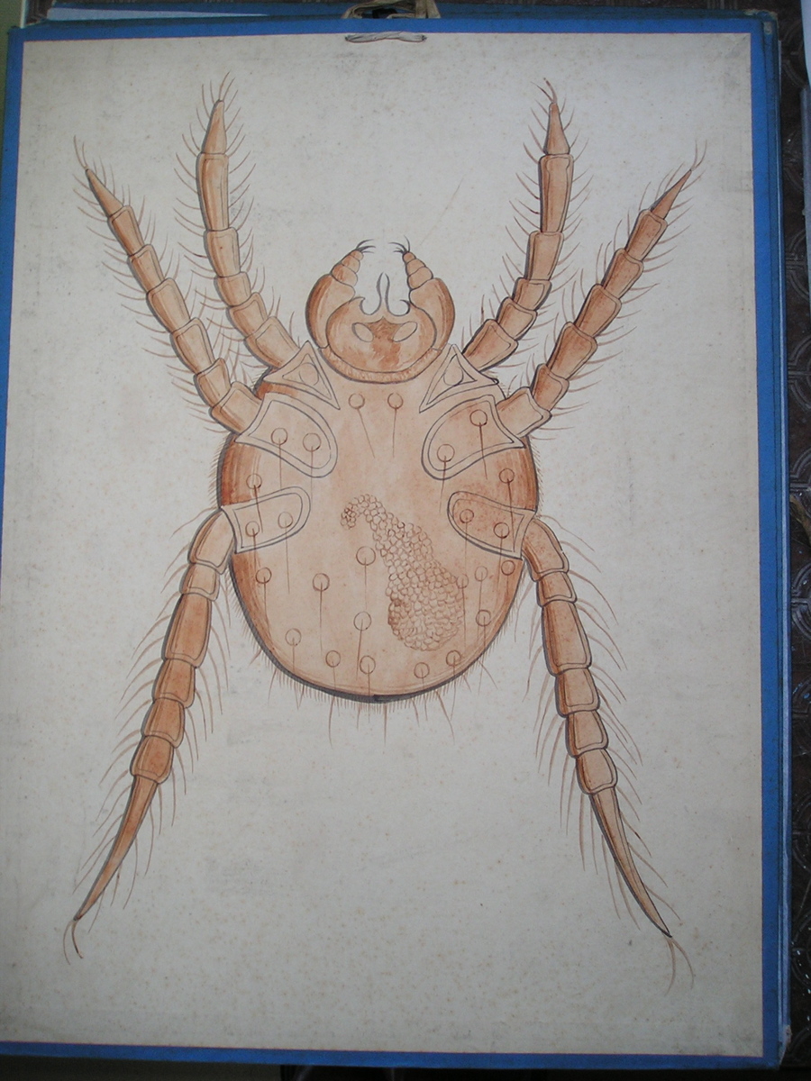 Parasite du mouton_0