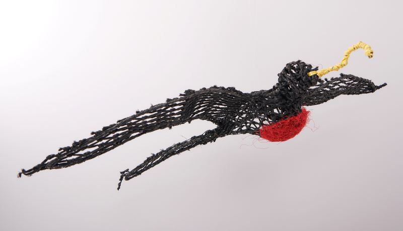 Oiseau frégate, Jimmy John Thaiday, 2019