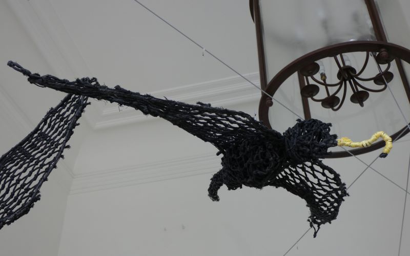 Oiseau frégate, Jimmy John Thaiday, 2019
