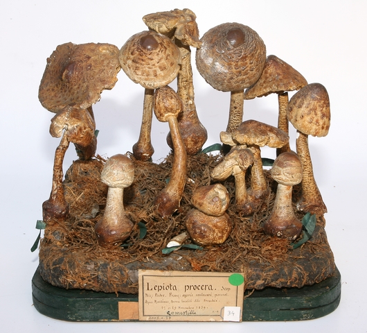 Lépiote élevée_0