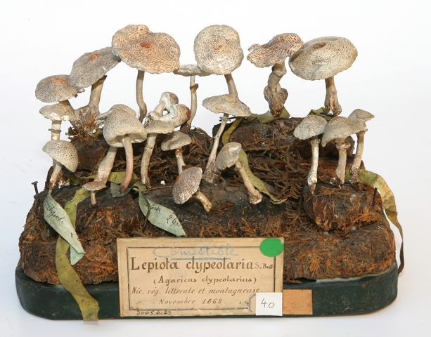 Lépiote à spores ventrues_0
