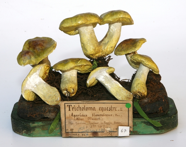 Tricholome équestre_0