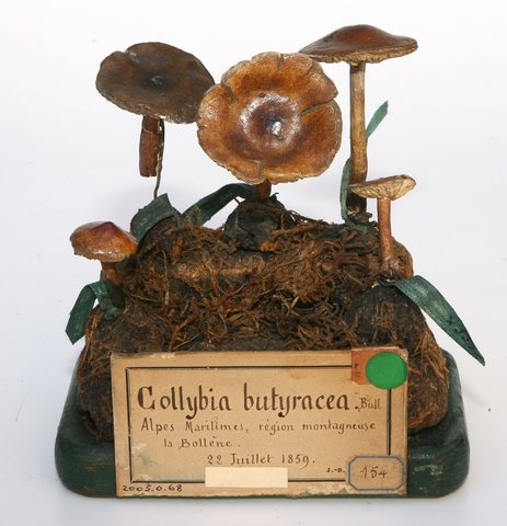 Collybie beurrée_0