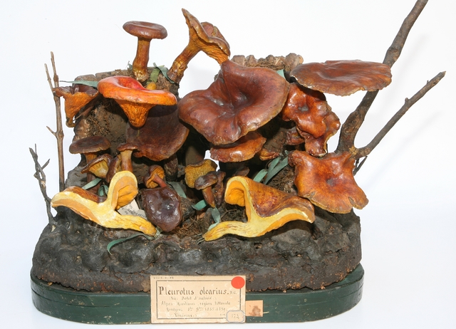 Faux-clitocybe de l'olivier_0