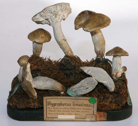 Hygrophore limace_0