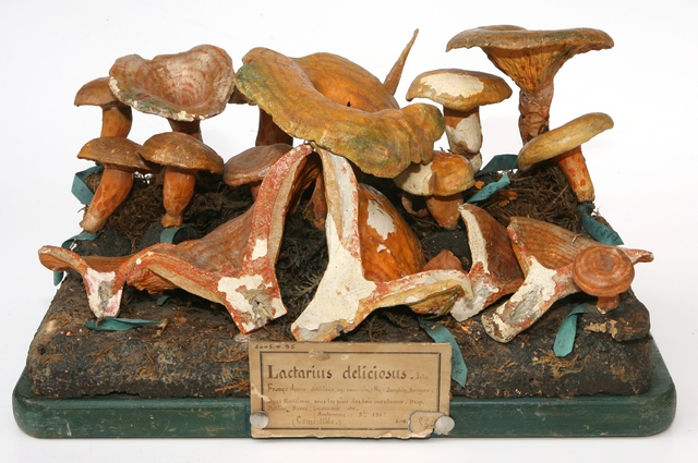 Lactaire délicieux_0