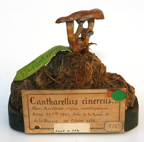 Chanterelle cendrée_0