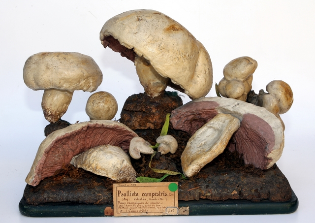 Champignon de couche_0
