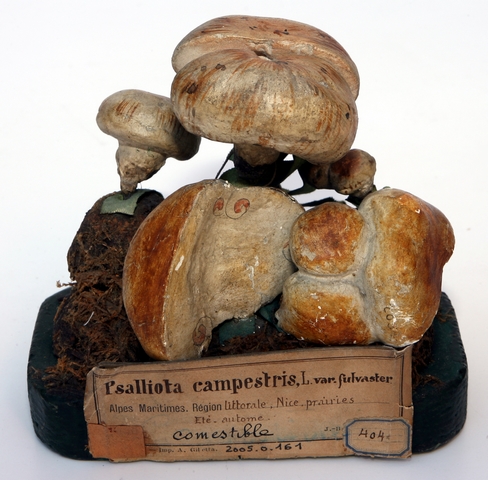 Champignon de couche_0