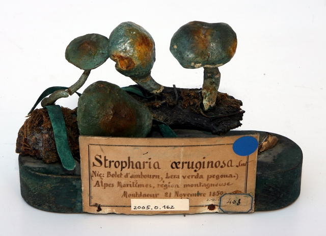 Strophaire vert de gris_0