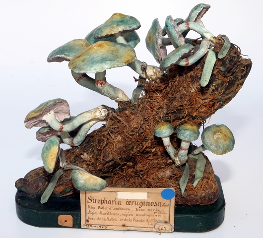Strophaire vert de gris_0