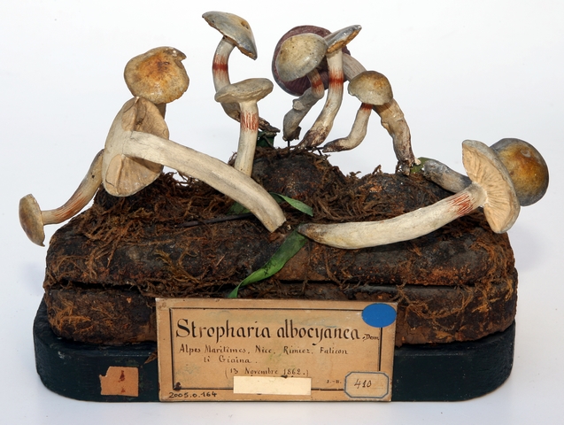 Moulage de champignon_0
