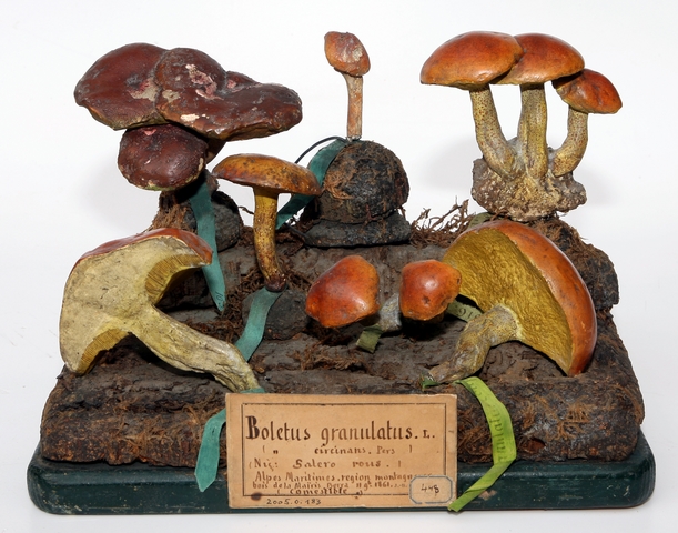 Bolet granulé_0