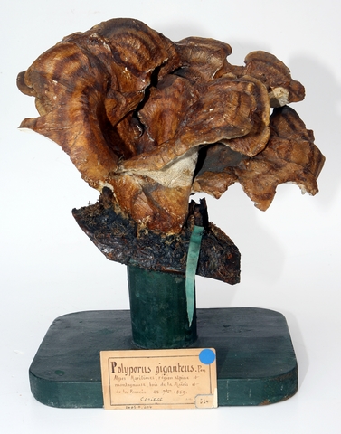 Polypore géant_0