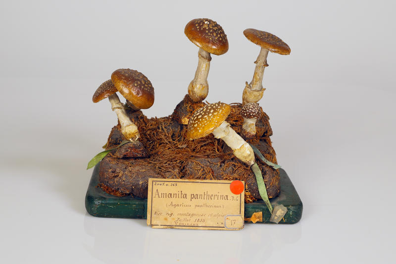 Amanite panthère_0