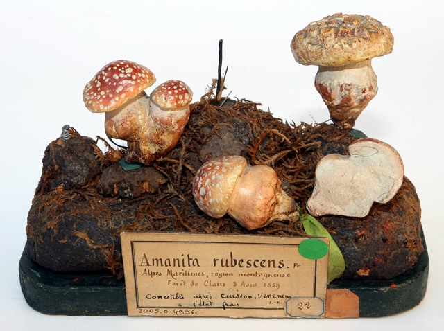 Amanite rougissante_0