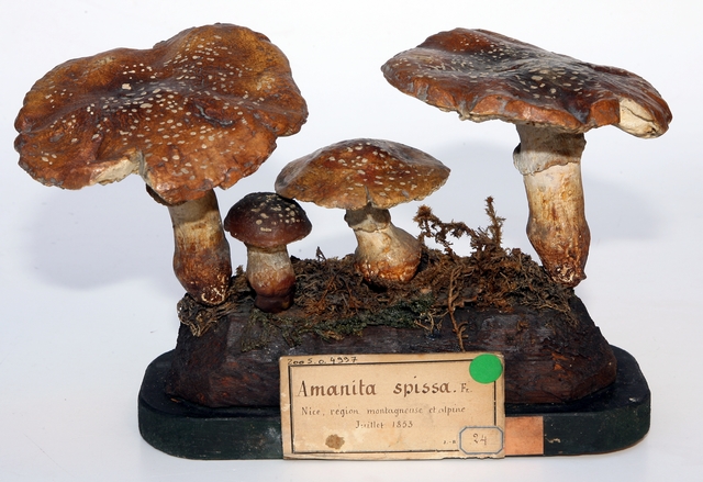 Amanite épaisse_0