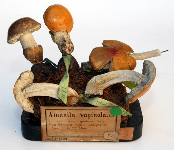 Amanite vaginée_0
