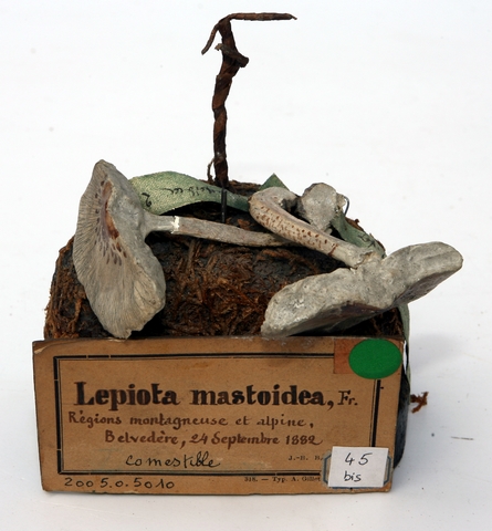Lépiote gracile_0