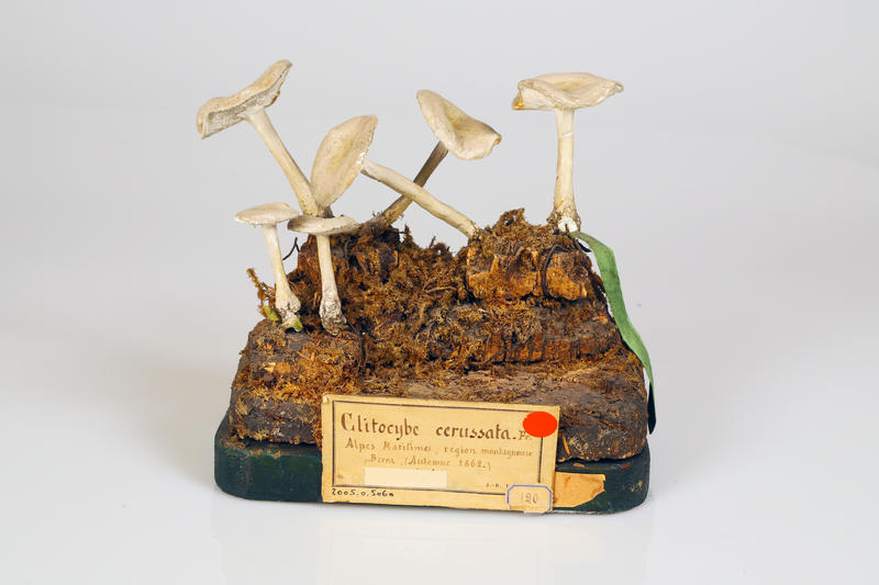 Clitocybe des feuilles_0