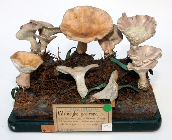Clitocybe géotrope_0