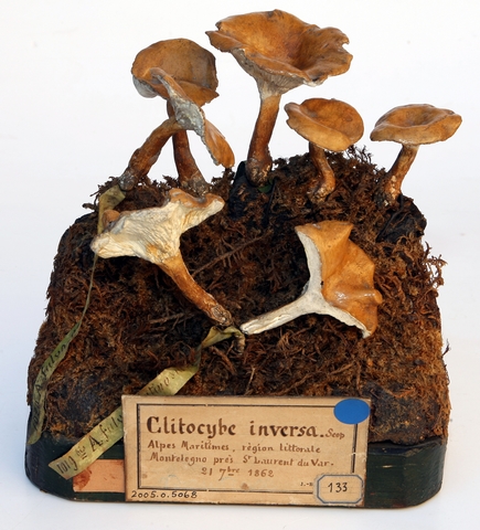 Clitocybe inversé_0