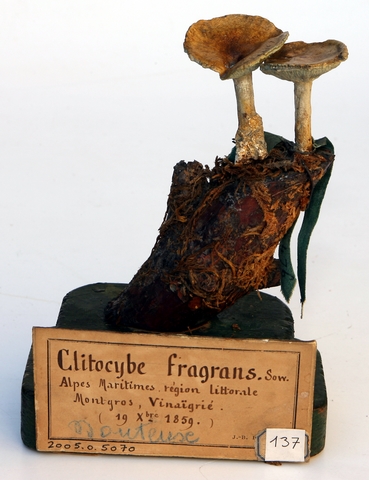 Clitocybe anisé strié_0