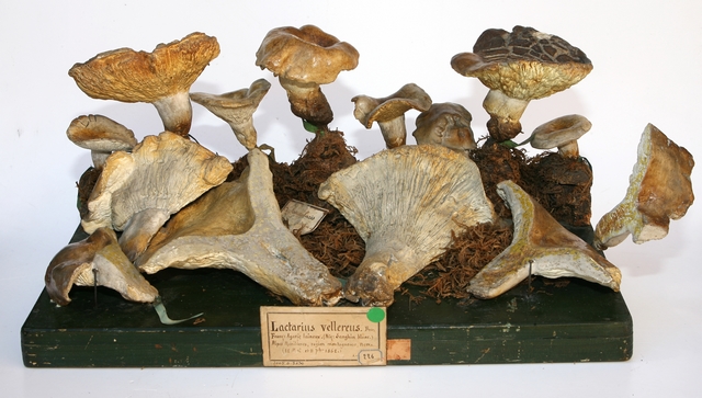 Lactaire velouté_0