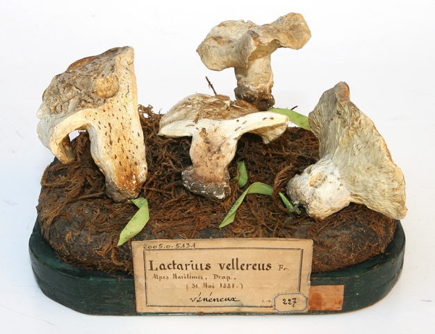 Lactaire velouté_0