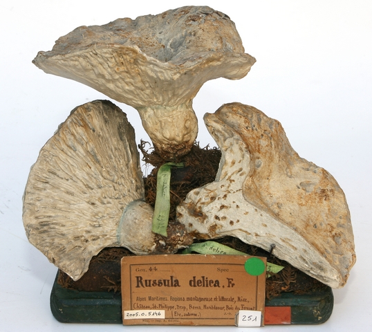 Russule faux-lactaire_0