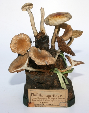 Champignon du peuplier_0