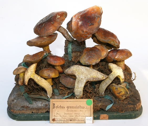 Bolet granulé_0