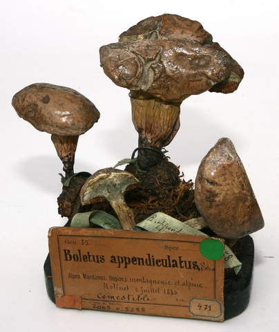 Bolet appendiculé_0