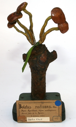 Bolet radicant_0