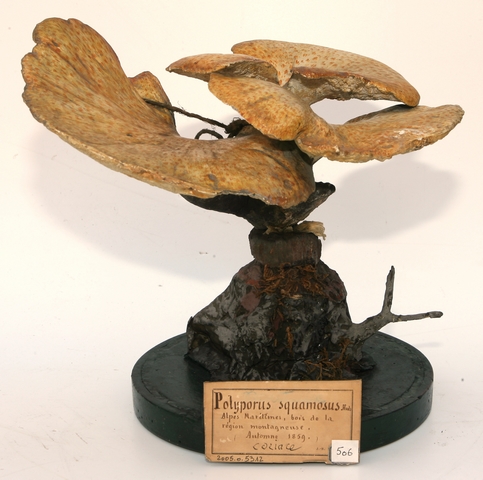 Polypore écailleux_0