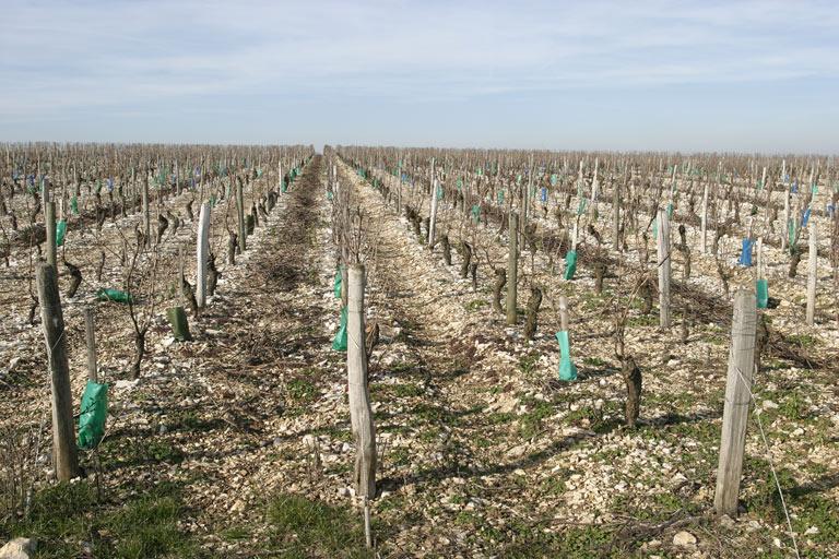 Sancerre, rangs de vigne en hiver.