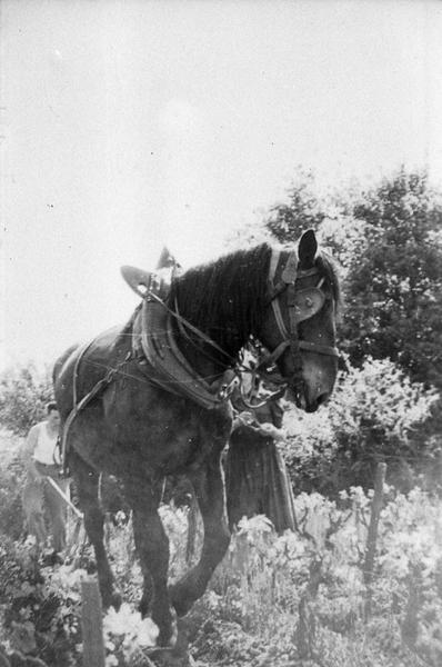 Cheval au travail dans les vignes.