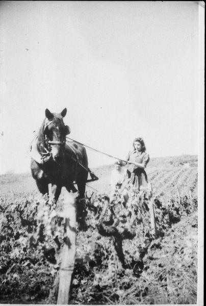 Cheval au travail dans les vignes.