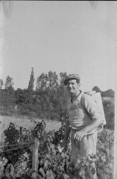 Vue d'une personne travaillant dans les vignes.