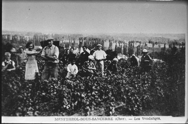 Les vendanges.