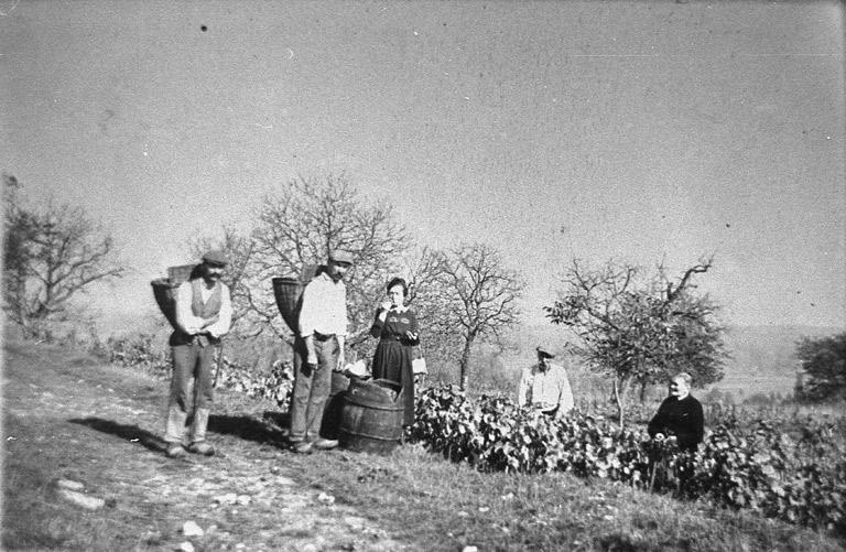 Vendanges.