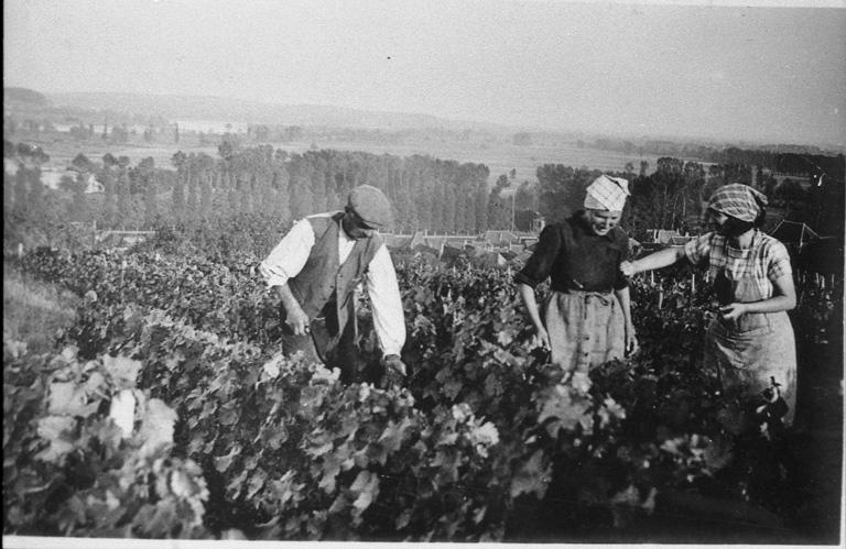 Vendanges.