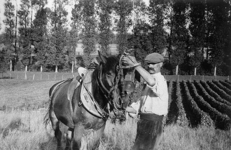 Cheval au travail.