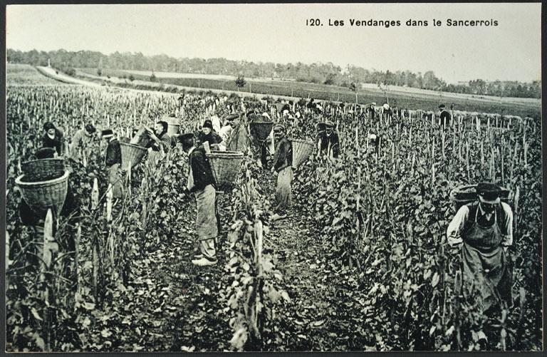 Vendanges