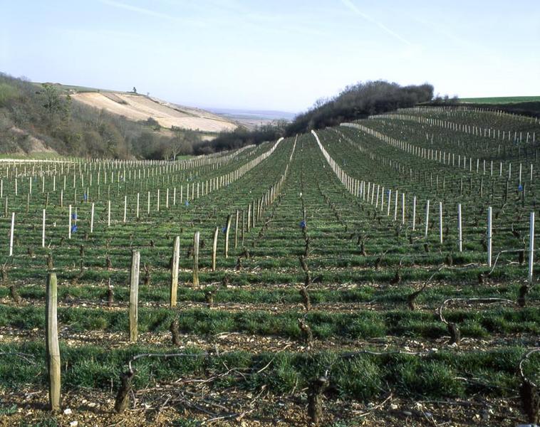 Paysage de vignoble.