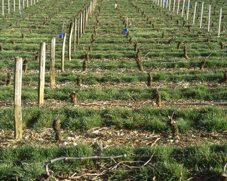 Paysage de vignoble.