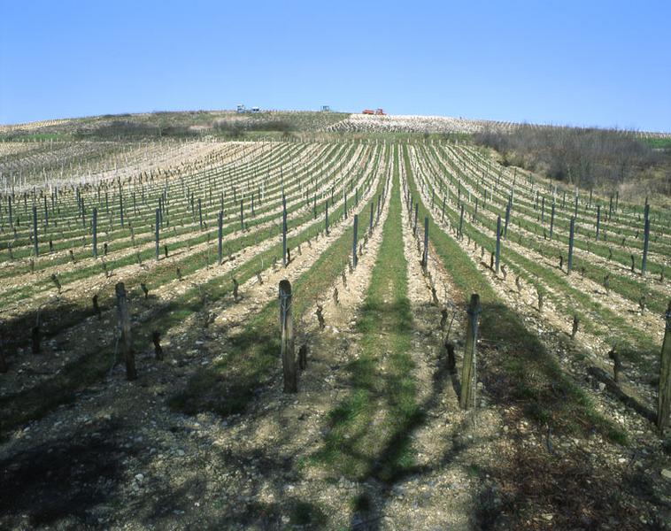 Paysage de vignoble.