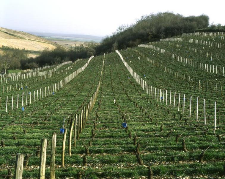 Paysage de vignoble.